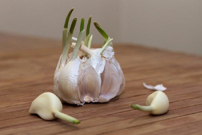 Filizlenen sarımsağın ilginç faydaları 13