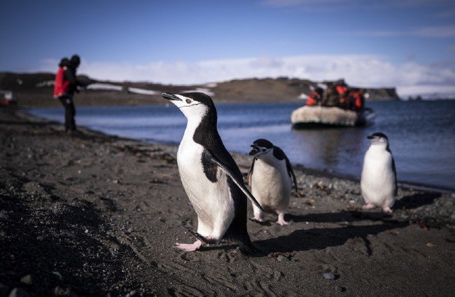 Türk bilim insanları bir kez daha Beyaz Kıta'da 11