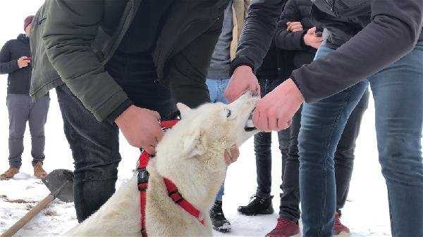 Alaska kurdu balığı vermedi 17
