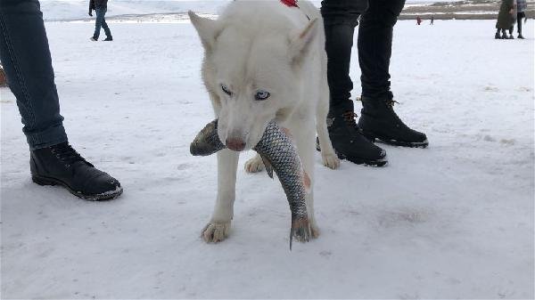 Alaska kurdu balığı vermedi 18