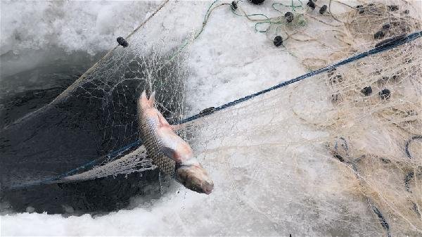 Alaska kurdu balığı vermedi 8