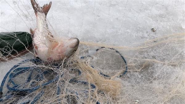 Alaska kurdu balığı vermedi 4