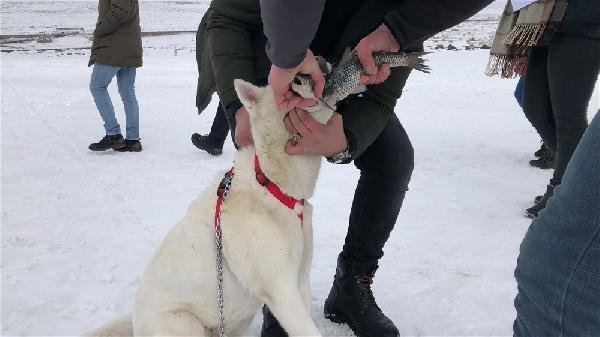 Alaska kurdu balığı vermedi 22