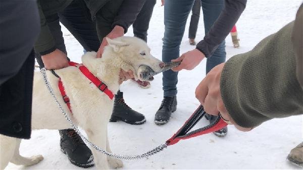 Alaska kurdu balığı vermedi 12