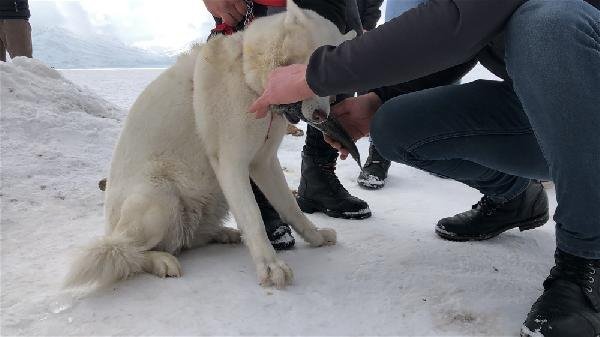 Alaska kurdu balığı vermedi 15