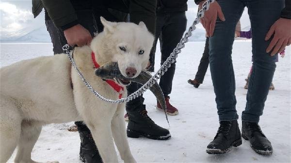 Alaska kurdu balığı vermedi 13