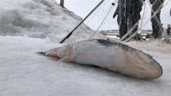 Alaska kurdu balığı vermedi 9
