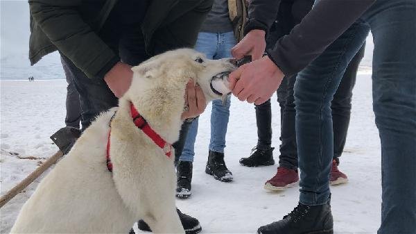 Alaska kurdu balığı vermedi 16