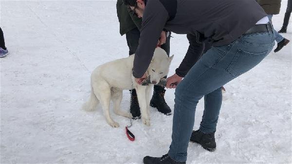 Alaska kurdu balığı vermedi 20
