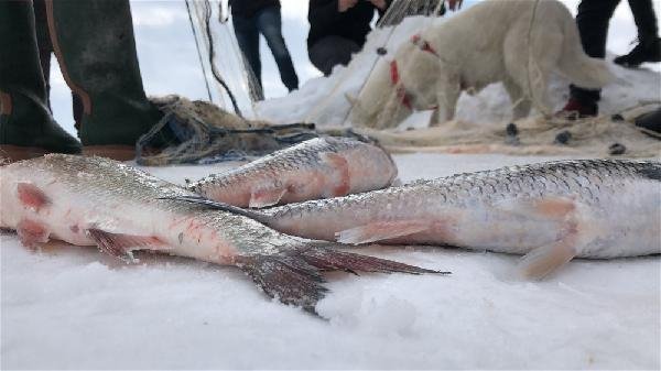 Alaska kurdu balığı vermedi 11