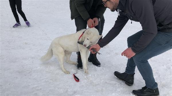 Alaska kurdu balığı vermedi 21