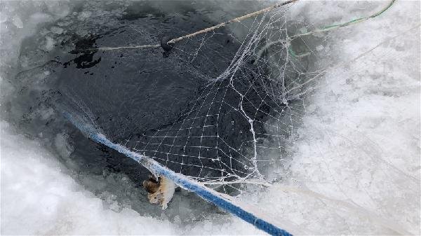 Alaska kurdu balığı vermedi 3