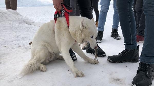 Alaska kurdu balığı vermedi 14