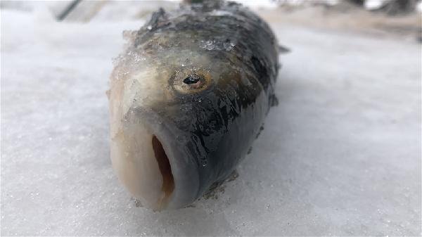 Alaska kurdu balığı vermedi 10