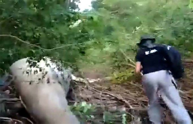 Amazonun ortasında balina bulundu! 10