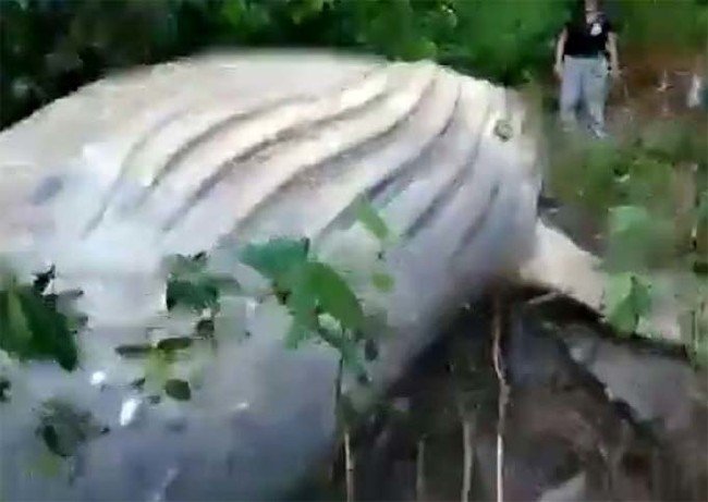 Amazonun ortasında balina bulundu! 11