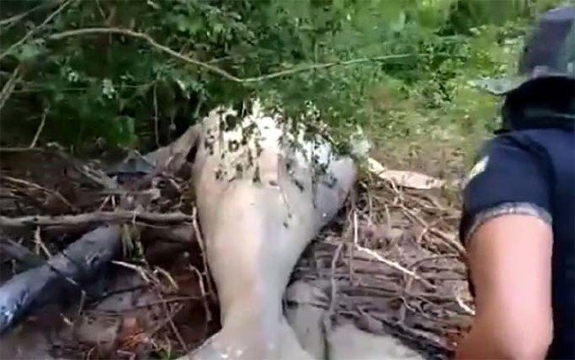 Amazonun ortasında balina bulundu! 15