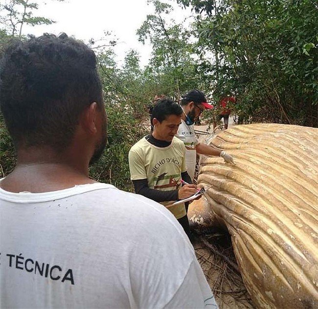 Amazonun ortasında balina bulundu! 6