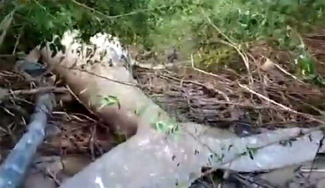 Amazonun ortasında balina bulundu! 7