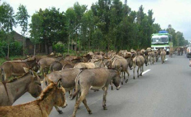 Anlamını bilmediğimiz kelimeler ve anlamları 4