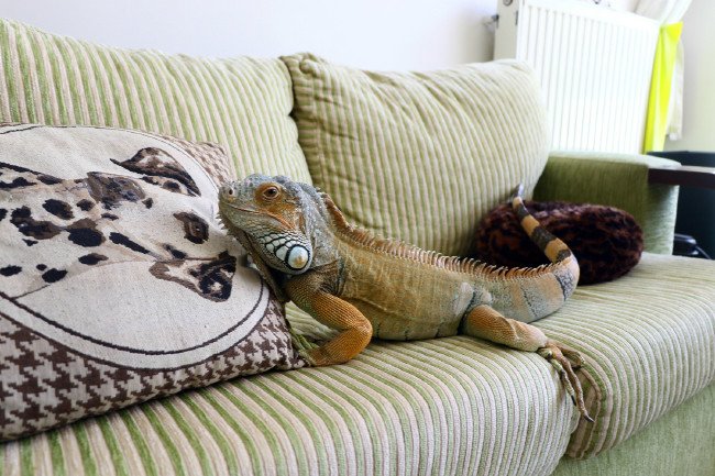 10 yıldır evinde onunla yaşıyor 11