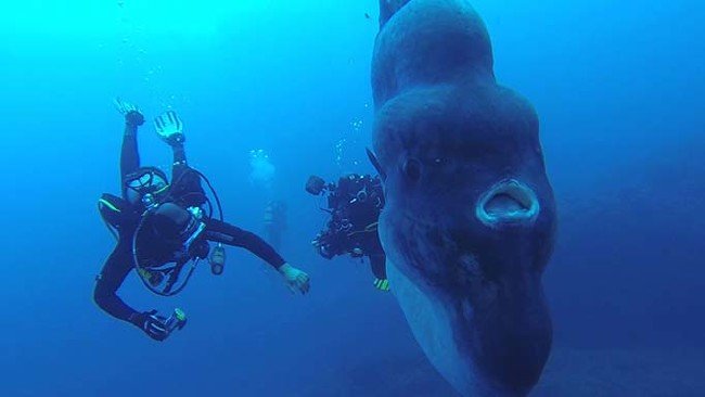 Dev güneş balığı bulundu 5