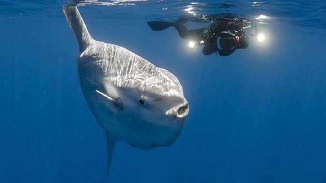 Dev güneş balığı bulundu 8