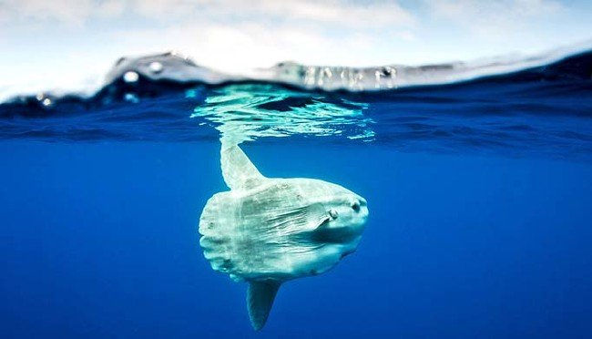 Dev güneş balığı bulundu 9