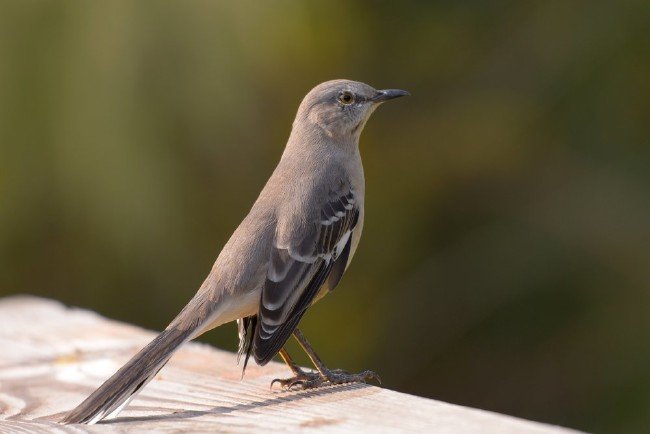 İnsanların merak ettiği ilginç sorular 12