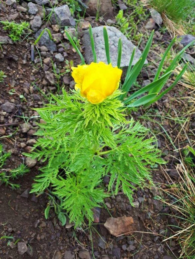 'Kandamlası' 150 yıl sonra görüldü 1