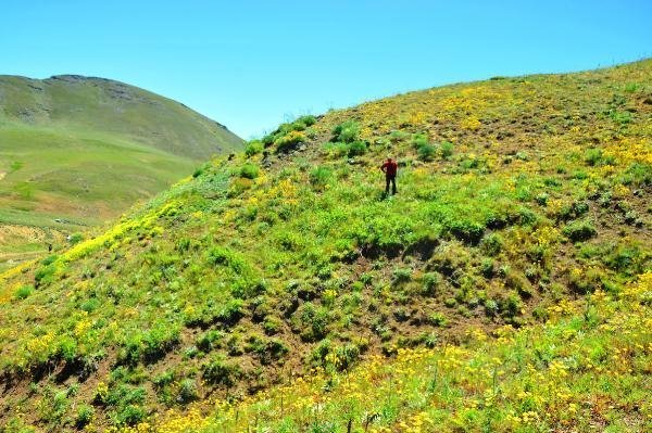 'Kandamlası' 150 yıl sonra görüldü 4