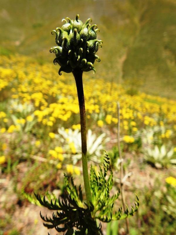 'Kandamlası' 150 yıl sonra görüldü 3