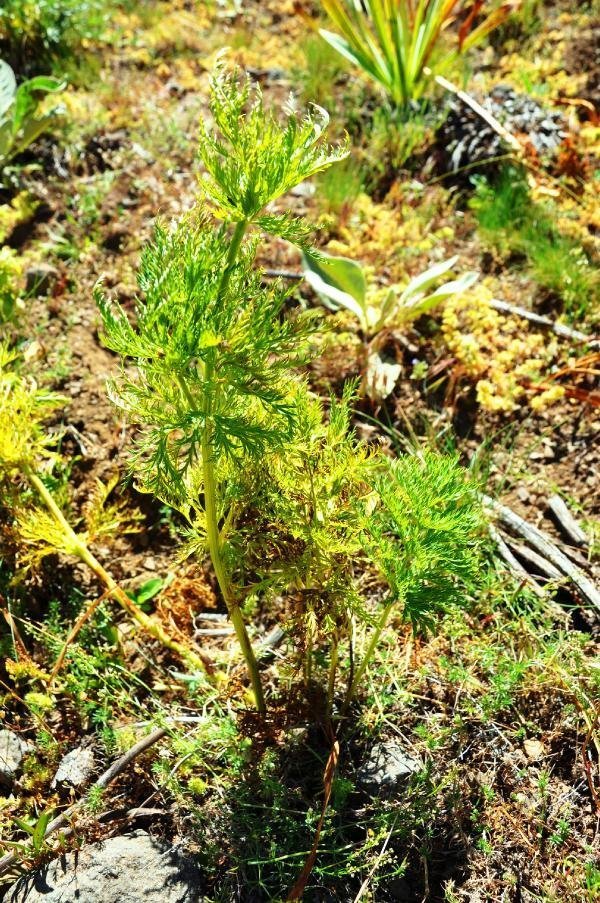 'Kandamlası' 150 yıl sonra görüldü 8