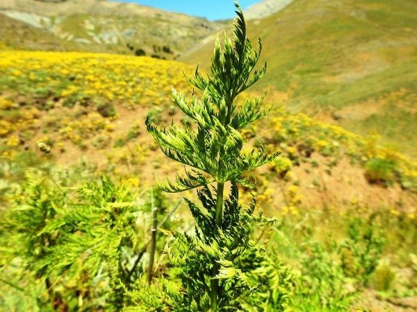 'Kandamlası' 150 yıl sonra görüldü 5