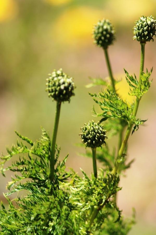 'Kandamlası' 150 yıl sonra görüldü 7