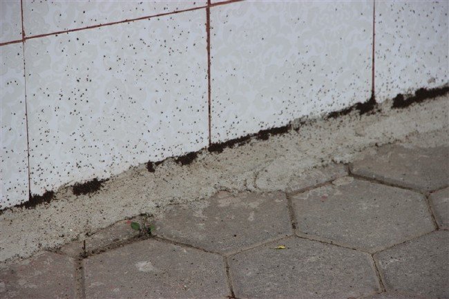 Mahallede korku dolu günler 2