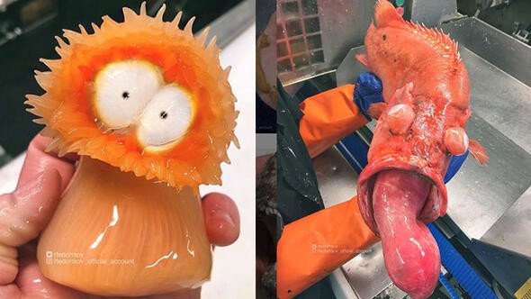 Bu canlıları görenler denize girmekten korkuyor 1