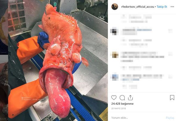 Bu canlıları görenler denize girmekten korkuyor 10