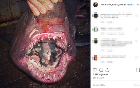 Bu canlıları görenler denize girmekten korkuyor 11