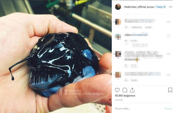 Bu canlıları görenler denize girmekten korkuyor 12