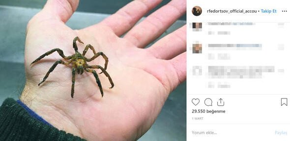 Bu canlıları görenler denize girmekten korkuyor 13