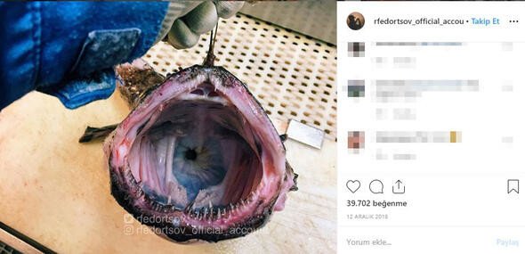 Bu canlıları görenler denize girmekten korkuyor 15