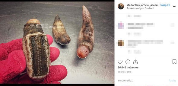 Bu canlıları görenler denize girmekten korkuyor 16