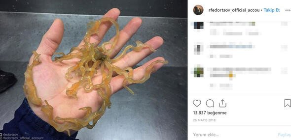 Bu canlıları görenler denize girmekten korkuyor 17