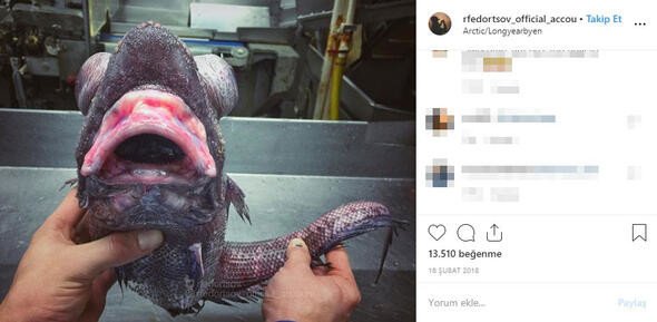 Bu canlıları görenler denize girmekten korkuyor 18