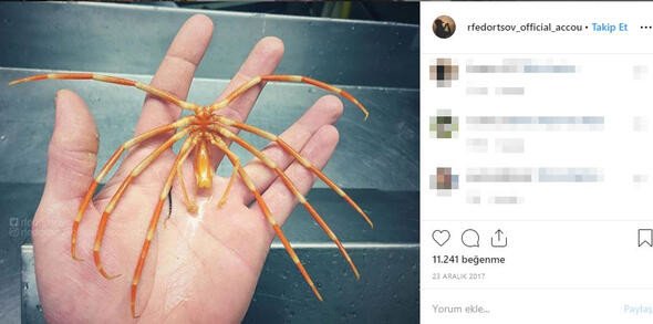 Bu canlıları görenler denize girmekten korkuyor 19