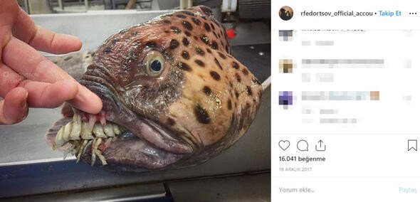 Bu canlıları görenler denize girmekten korkuyor 2