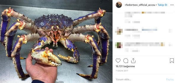 Bu canlıları görenler denize girmekten korkuyor 20