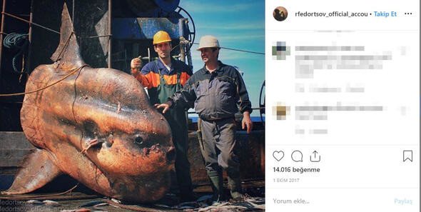 Bu canlıları görenler denize girmekten korkuyor 21