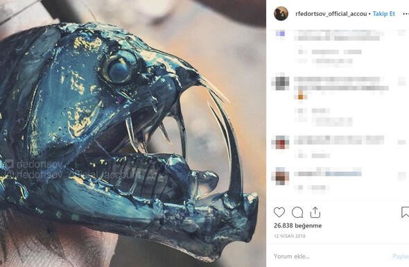 Bu canlıları görenler denize girmekten korkuyor 3